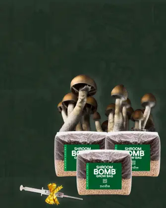 shroom bomb grow bags with syringe