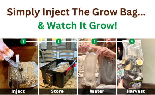 4 steps to inject grow bag with spores