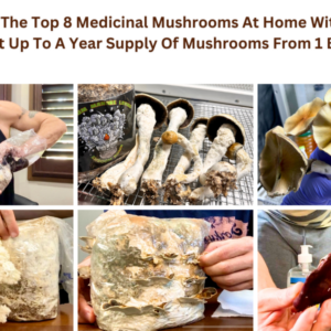 harvesting top medicinal mushrooms in a bag