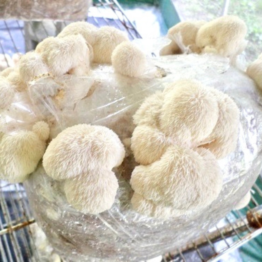 Pork and Mushroom Golden Bags — Eat Cho Food