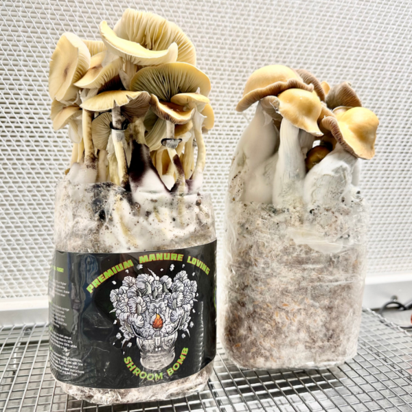 manure loving mushrooms growing