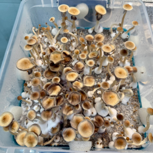 shroom bomb tub kit fruiting