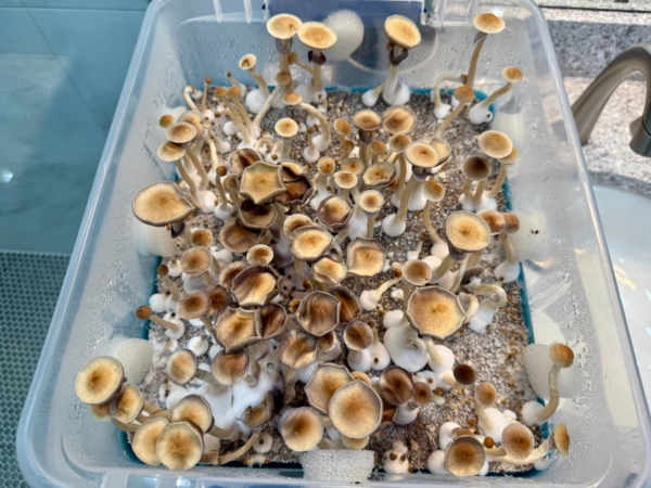 shroom bomb tub kit fruiting