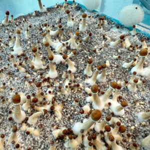 shroom bomb tub kit fruiting