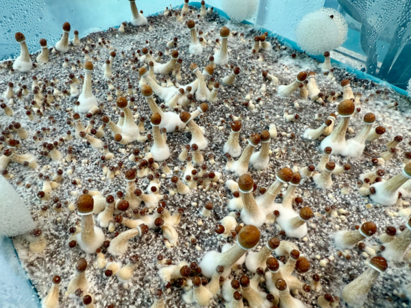 shroom bomb tub kit fruiting