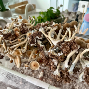 shroom bomb tub kit fruiting