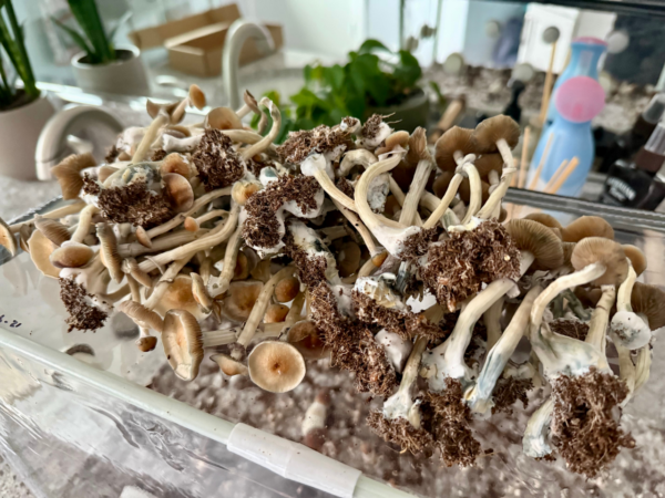 shroom bomb tub kit fruiting