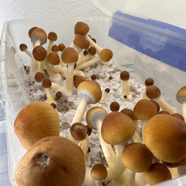 another shroom bomb tub kit growing mushrooms