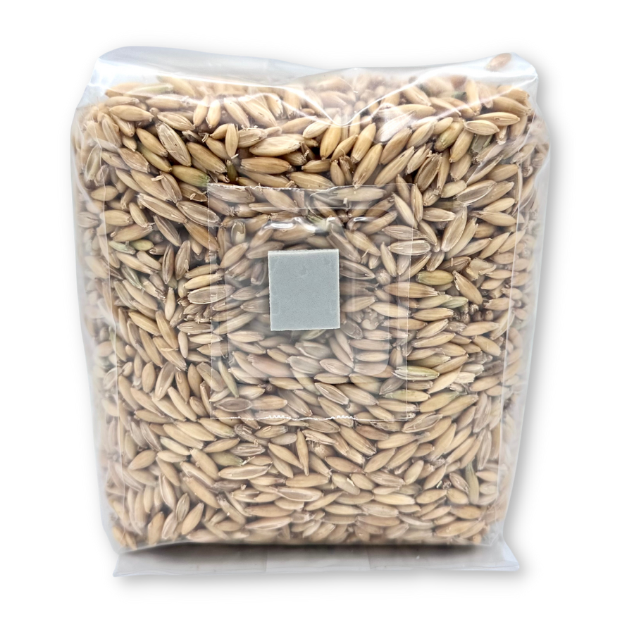 premium oat grain mushrooms spawn bag
