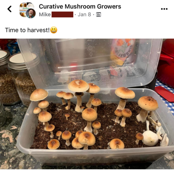 shoe box tek kit growing mushrooms