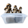 shoebox tek kit grow mushrooms