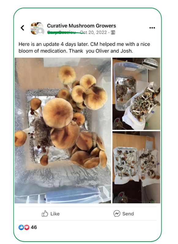 growing mushrooms in grow bag