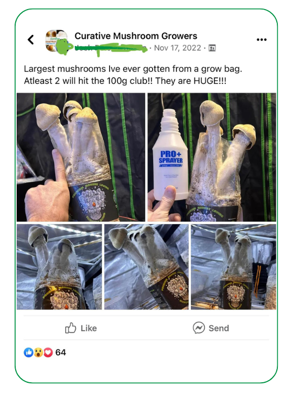growing huge mushrooms in grow bag