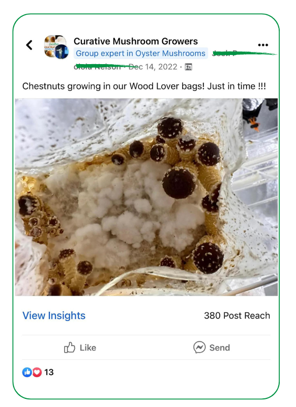 chestnut growing in bag