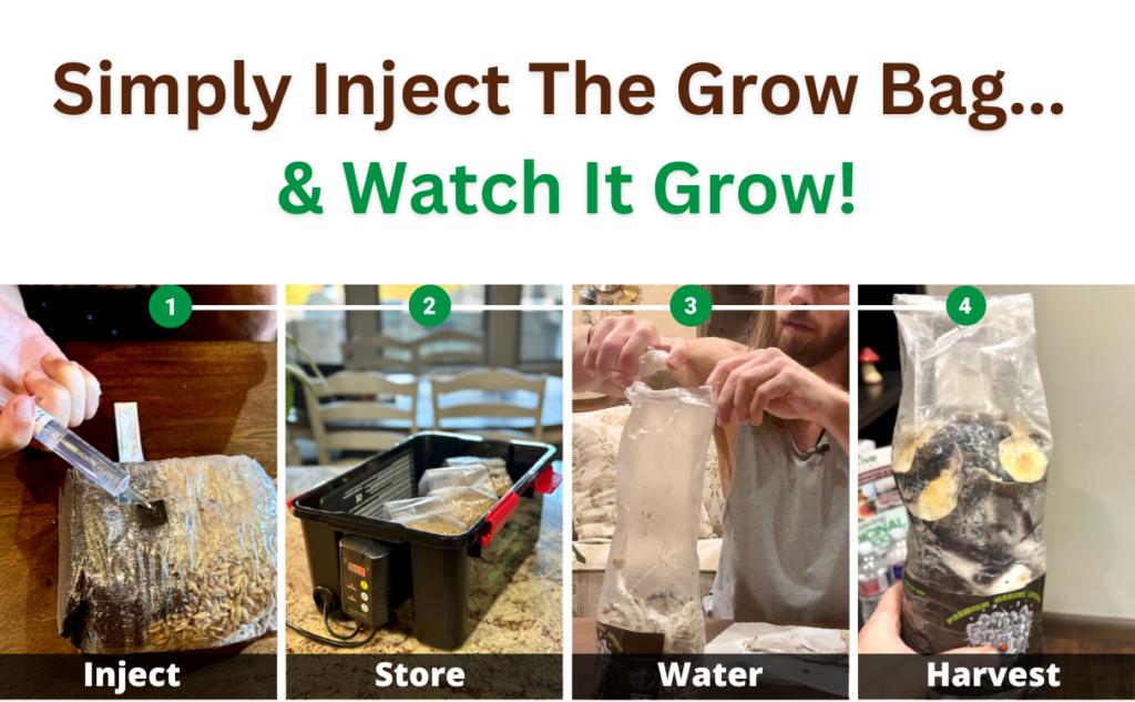 the simplest steps to growing mushrooms