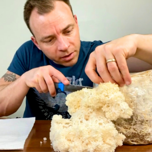 Lions Mane growing in bag