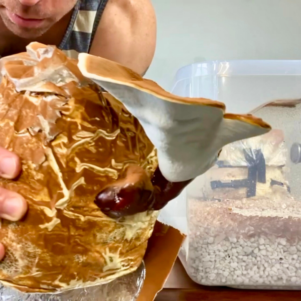 reishi mushroom growing in bag